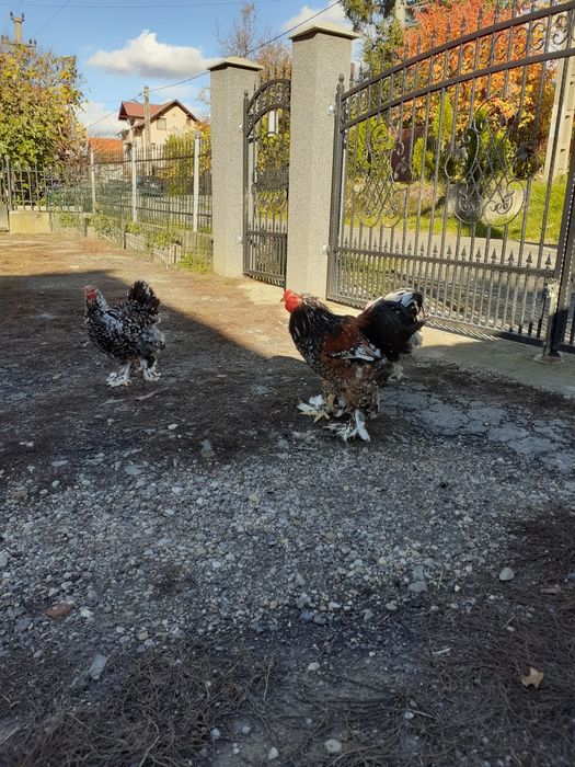 Ouă pentru incubare