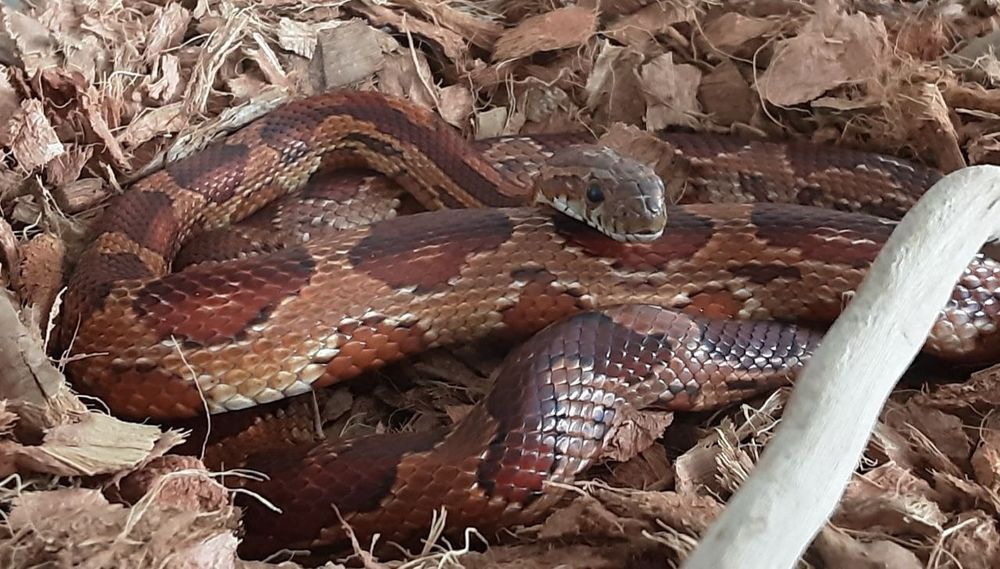 Продаю, своя змея, маисовый полоз