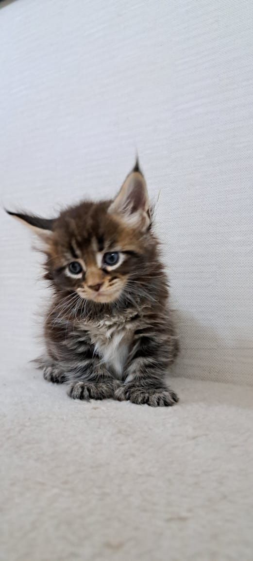 Котята Мейн куна мальчики и девочки