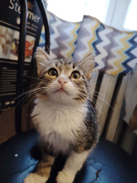 Котенок девочка 2 мес