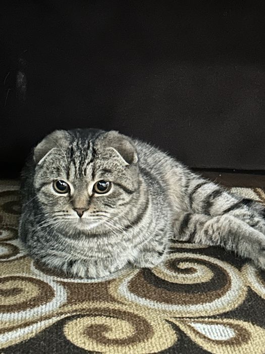 Вислоухий ГИГАНТ  шотландец