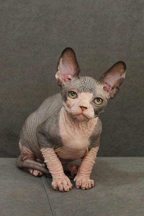 Канадские сфинксы с шоу перспективой