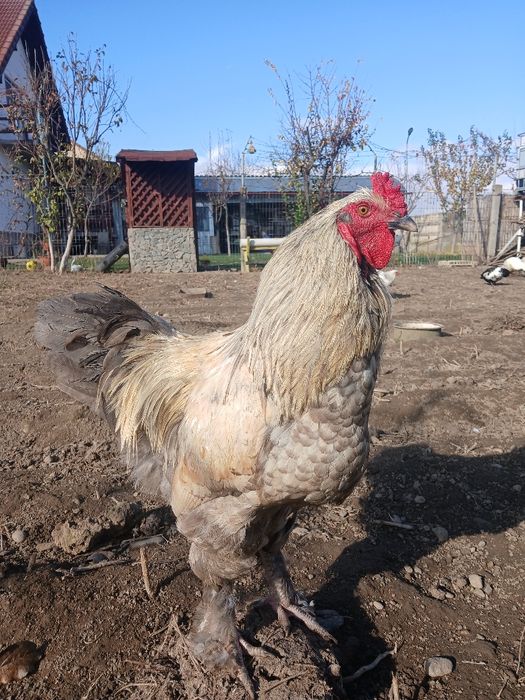 Vând cocosi brahma, cocosi de oua verzi