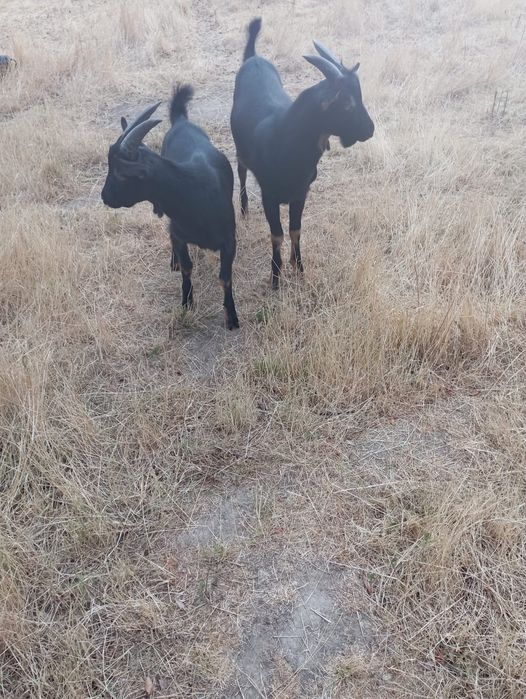 Vand țapi iezi - capre alpin