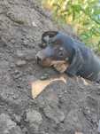 Catel Teckel Dachshund