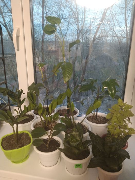 Комнатные цветы не дорого