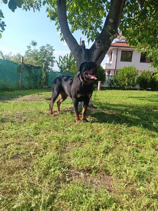 Елитен женски ротвайлер