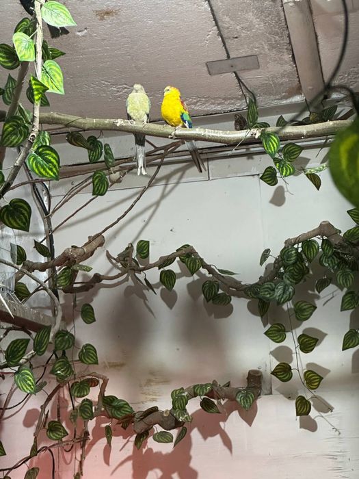 Продаются певчие попугаи