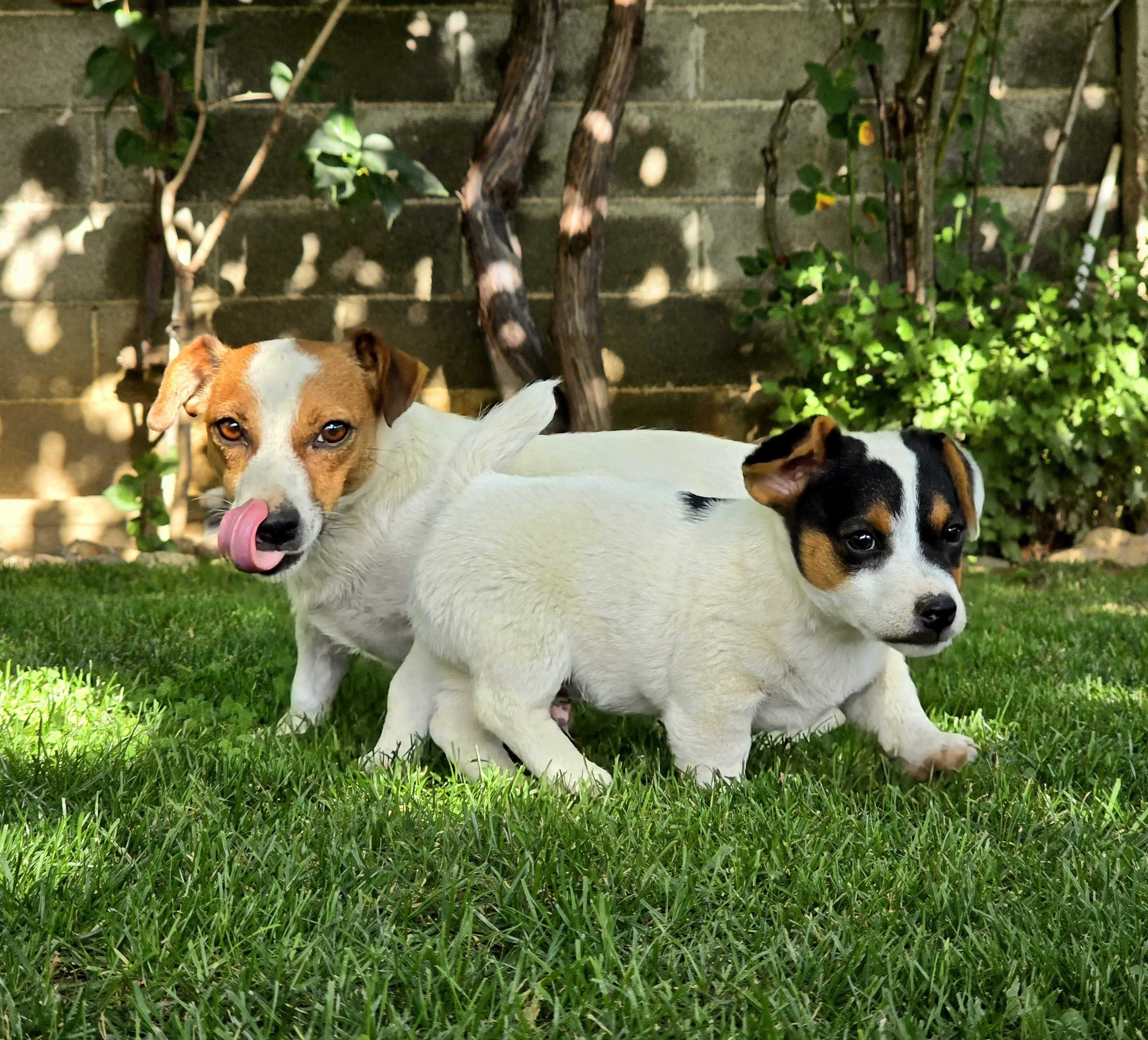 Мини Джак Ръсел Териер / Mini Jack Russell Terrier
