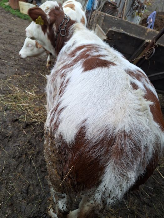 Vînd viței înțărcați