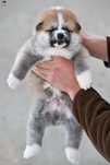 Akita Inu Mascul linie import Japonia