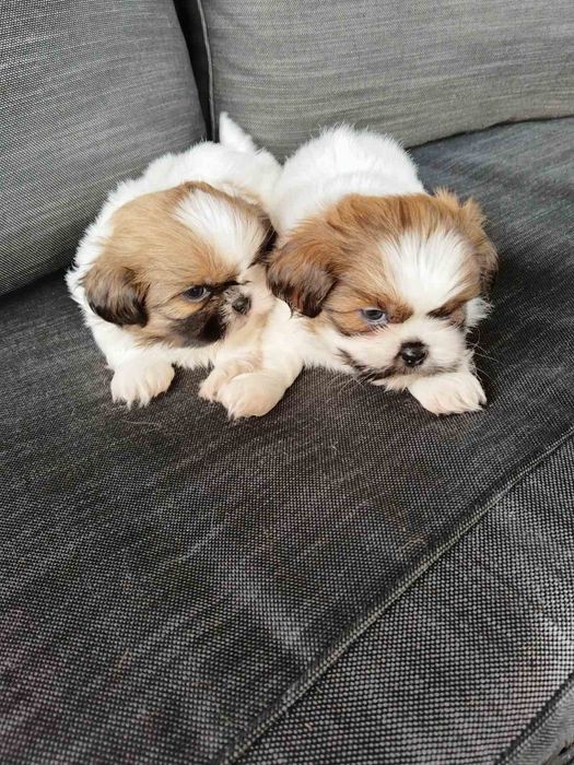 Ши тцу момченца и момиченца