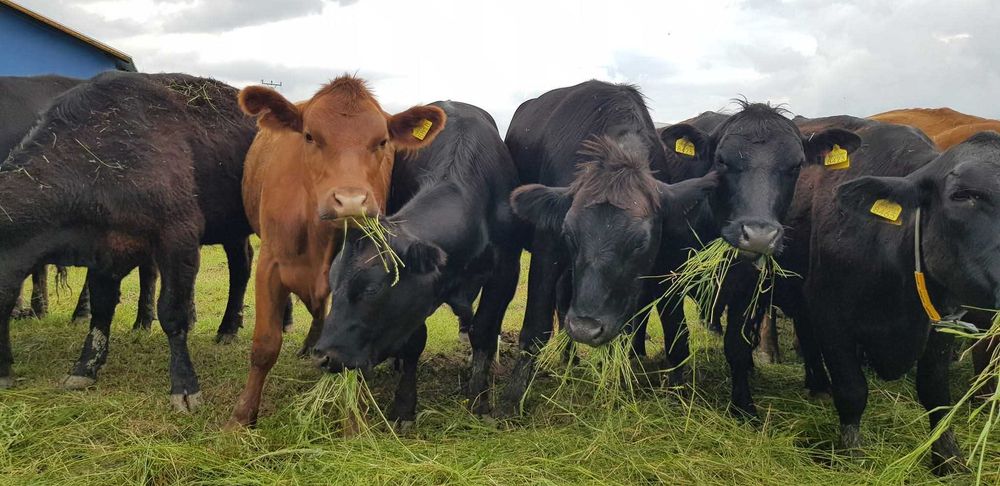 Vand Vitele, Vaci, Juninci, Pirimipare Aberdeen Angus