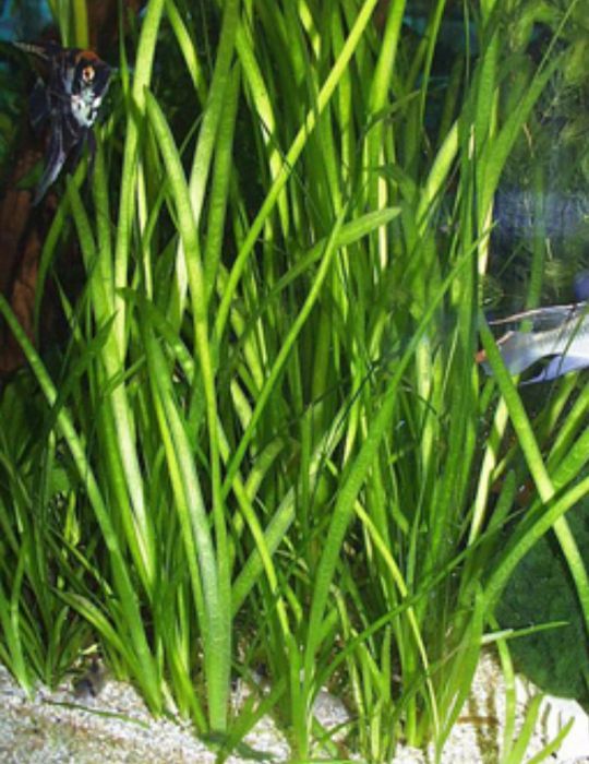 Валлиснерия обыкновенная