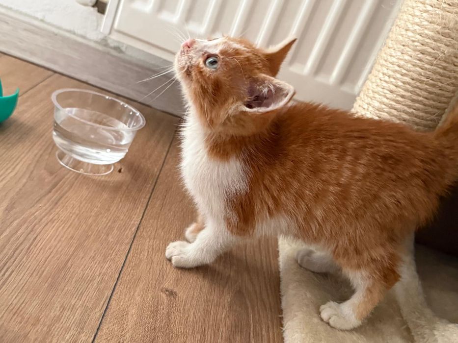 Donez pisicuta de 2 luni blanda