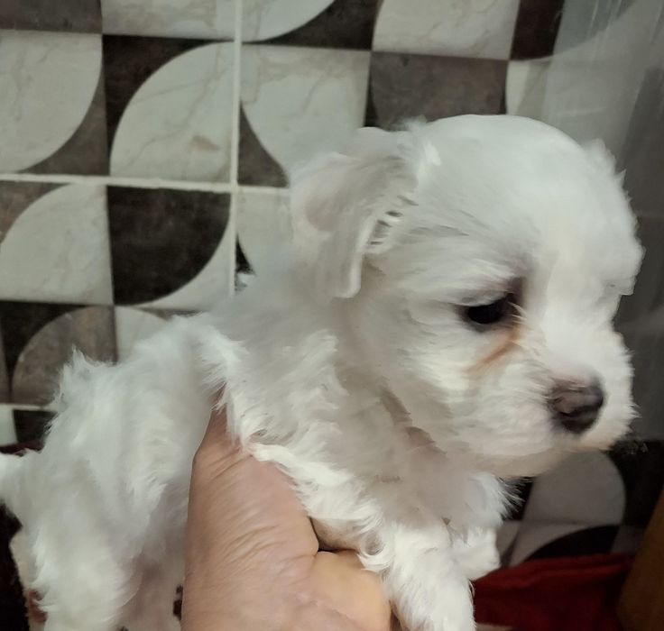 Bichon MALTEZ Căutam căsută nouă!