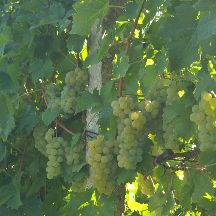 „Struguri pentru vin – preț producător 100%”
