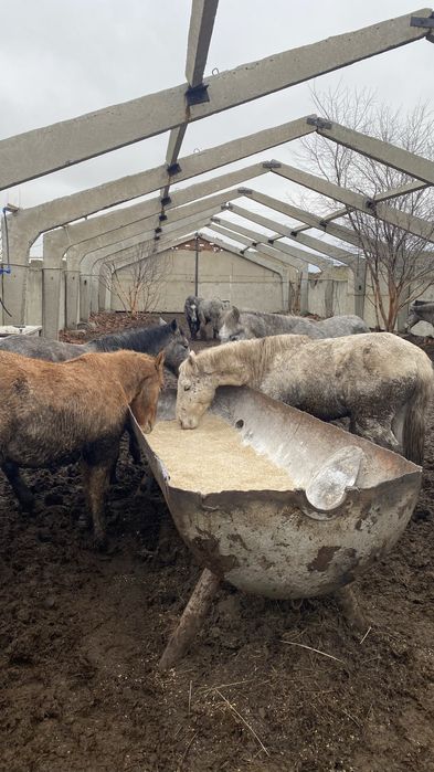 Продам жырных лошадей с откорма