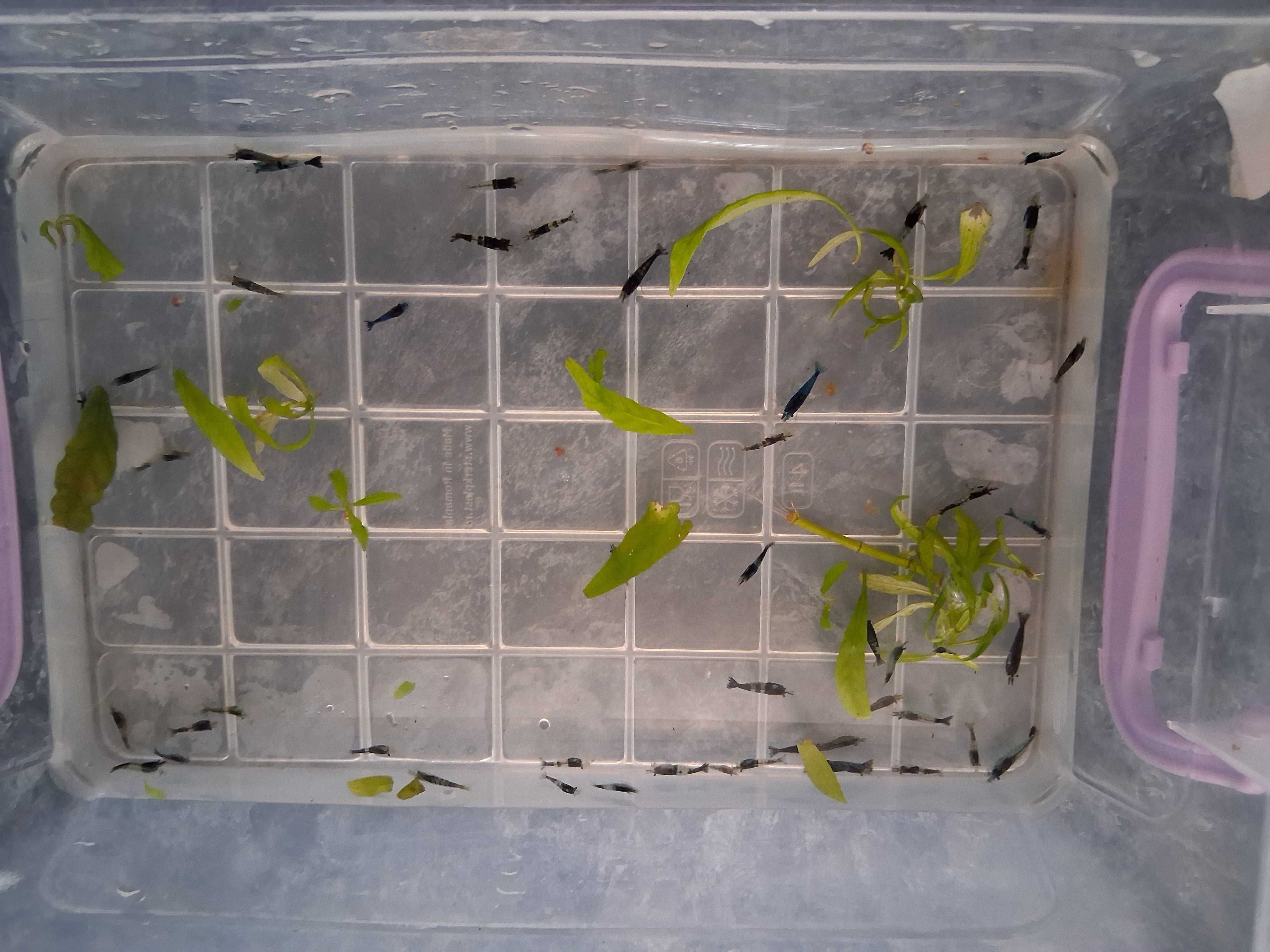 Creveti de acvariu blue cherry