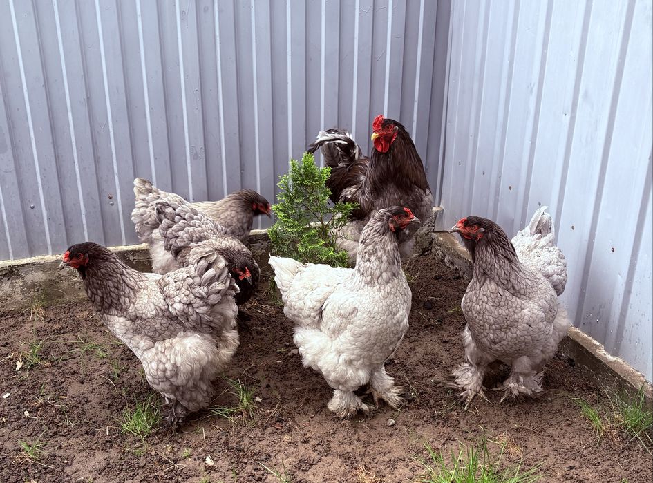 Продам породистых курей. Брама черная и голубая.