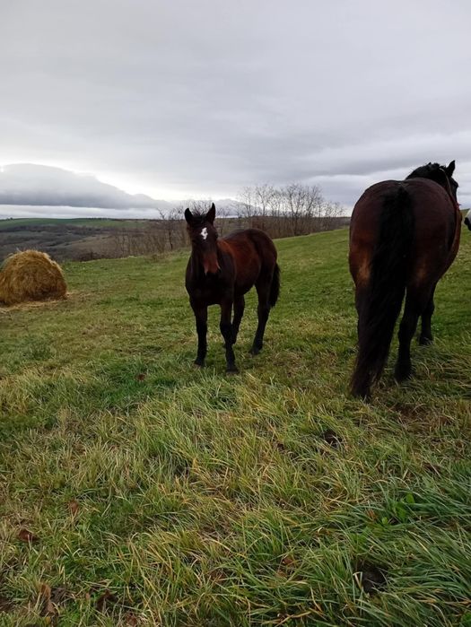 Vând manz semi greu