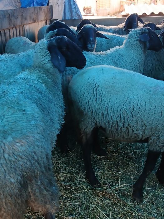 Vând 15 oi carabase