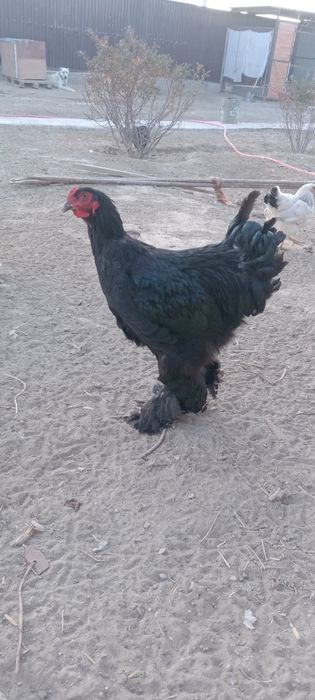 Кара брамы кораз сатылады 6 аилык