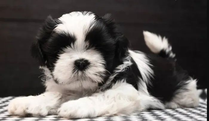 Shih-tzu talie mica