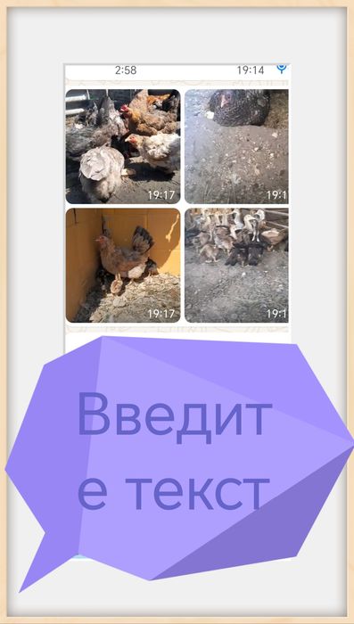 Домашние птицы куры Селезень индоутки