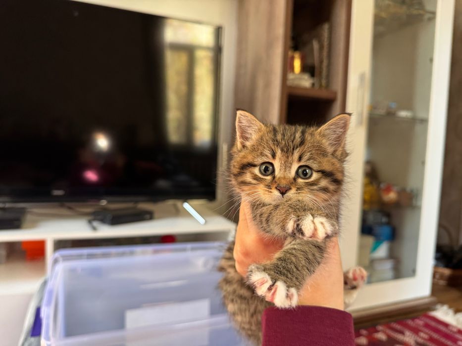 Пристраиваются котята, 1 месяц.