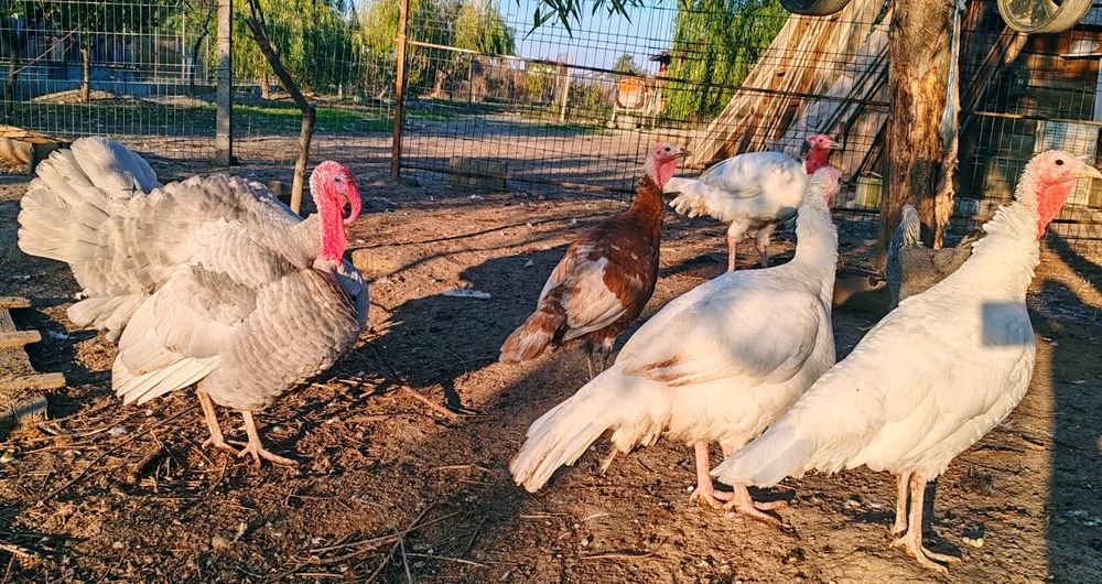 Familie Curci și curcan