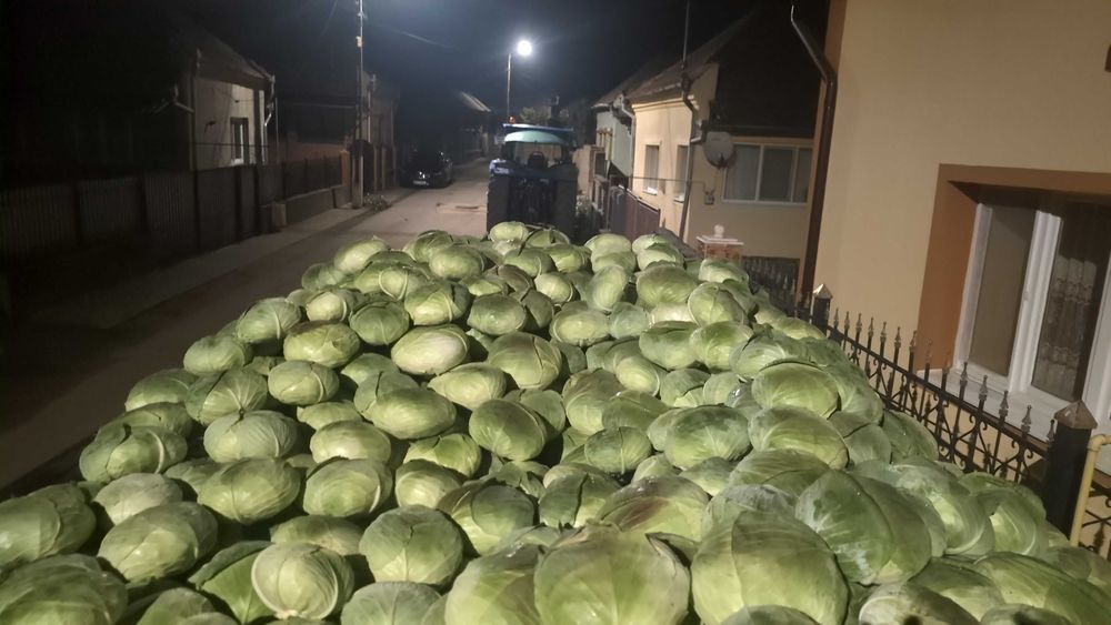Varza de toamnă cu frunza subtire