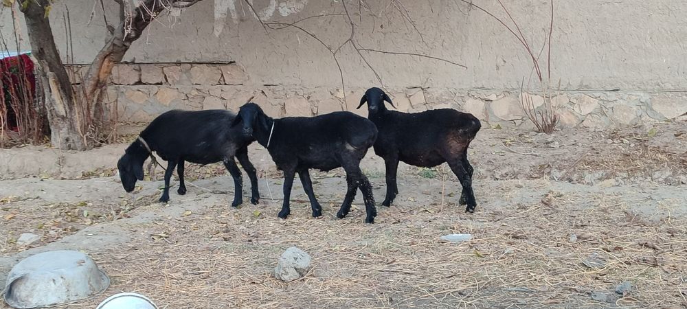 qoʻylar sotiladi adres Kogon tumani siyoz poyon qishlogʻi