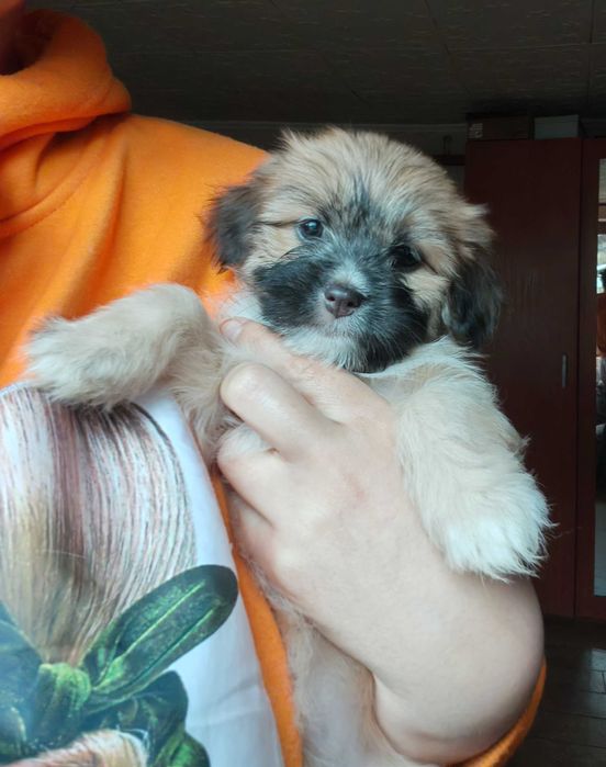 Donez catelusi talie mica