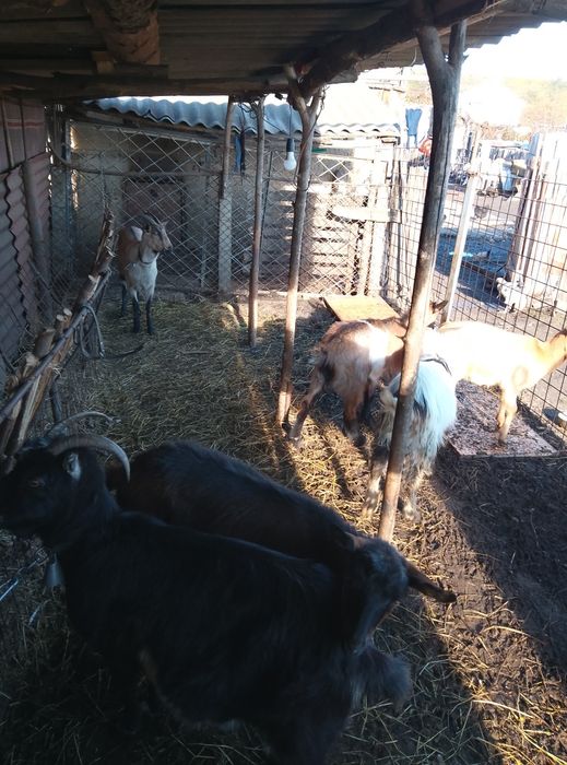 Capre/ iezi de vânzare urgent !!