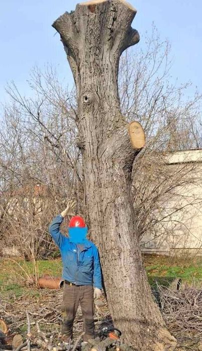 Орехов материал - наскоро отрязано дърво в добро състояние