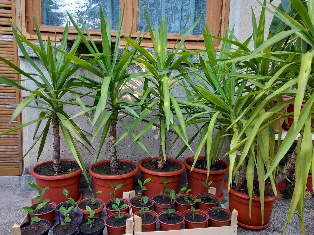Yucca plante ornamentale și puiet de lămâi.