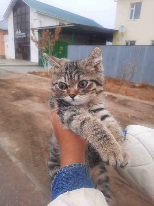 Кошка бесплатно милая маленькая