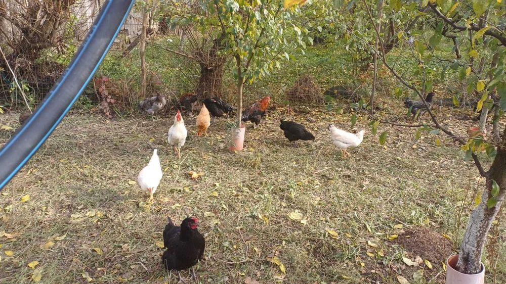 schimb cocosi cu puicute!!