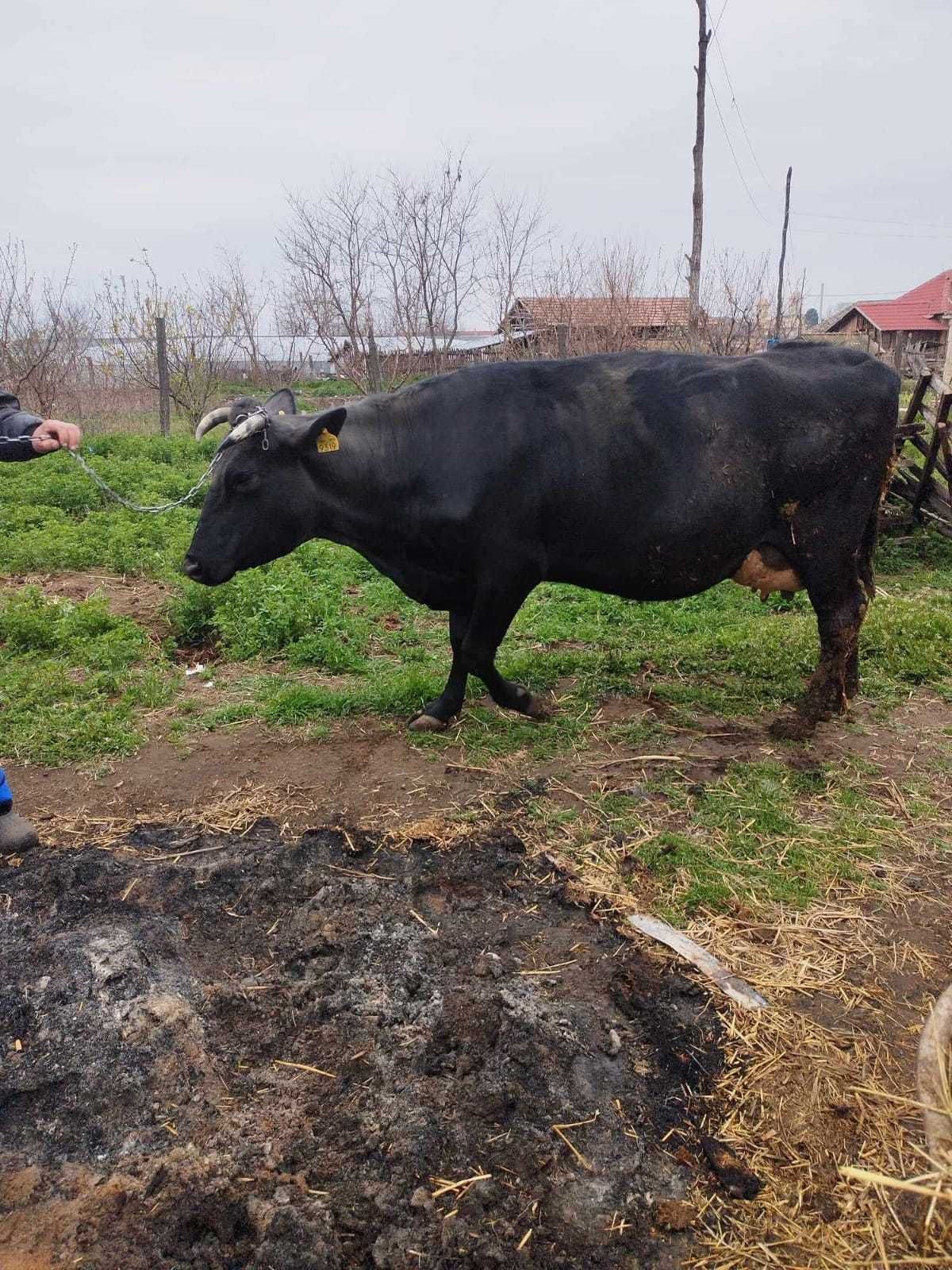 Vand vaca in comuna Ciupercenii Noi