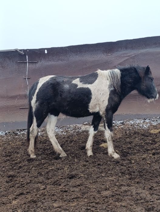 Соғымға Ту бие сатылады