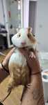 Porcusor de Guineea + Cusca + Mancare