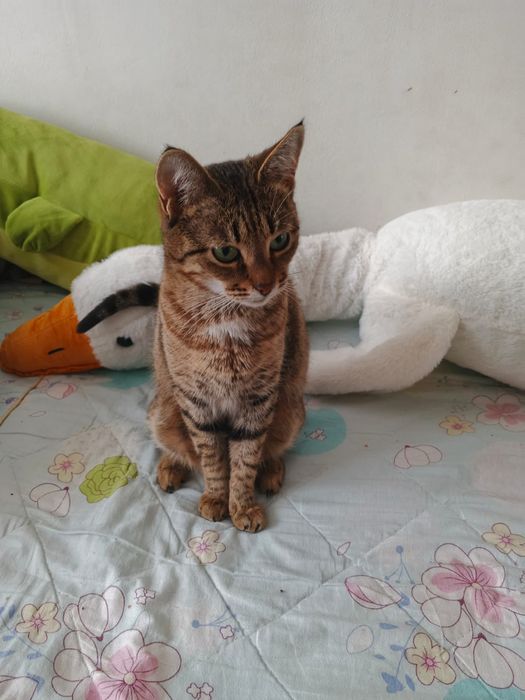 Отдам в добрые руки