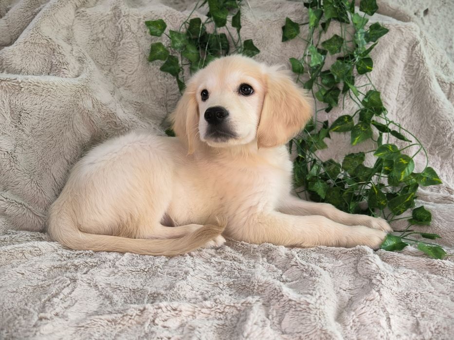 Vand fetita Golden Retriever