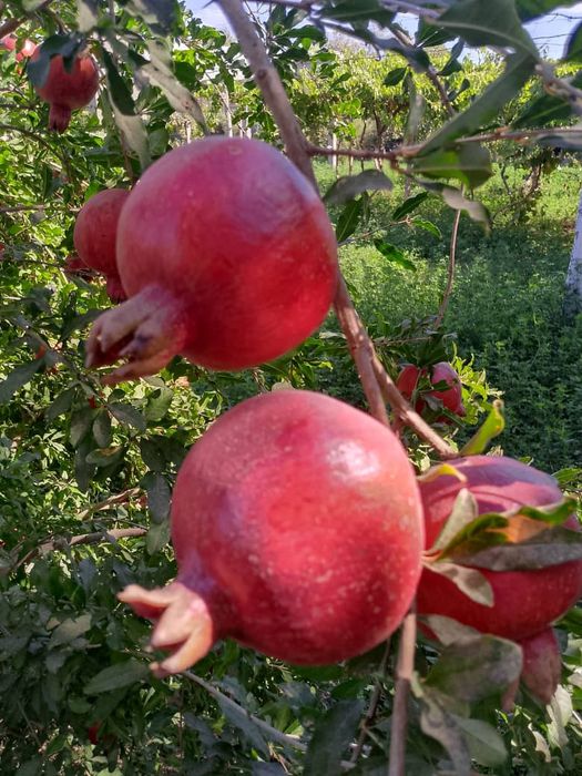 Кучатлар сотилади