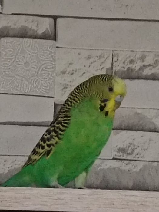 Продам попугая цвет зелёный
