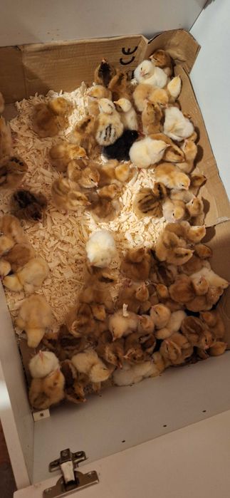 Pui de vanzare  7 lei