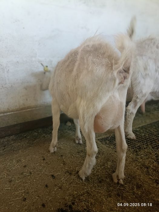 Продажа Зааненских коз.