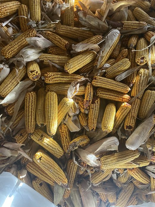 Vand Porumb stiulete