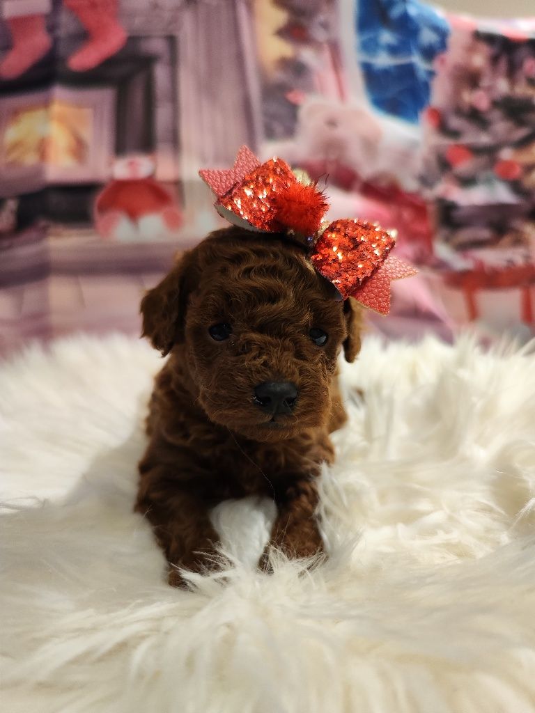 Той Пудел/ Tea cup poodle"ТОП " с Родословие